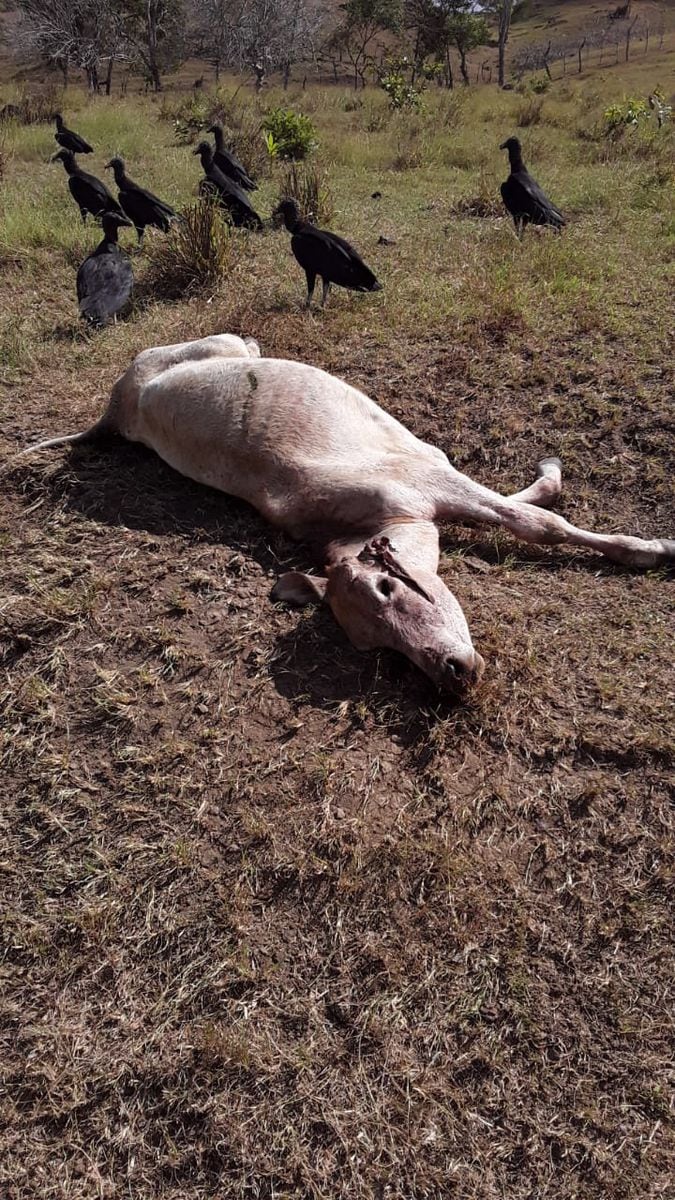 Esto fue lo que hicieron los perros asesinos con el ganado en Los Santos