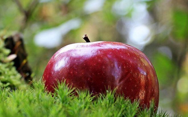 La fruta prohibida del Edén no era la manzana: lo tradujeron mal
