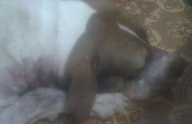 El perro 'Papi' sobrevivió, pero tendrá que ser trasladado de Colón a Panamá