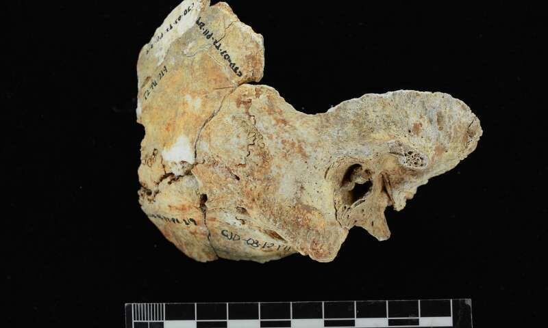 Científicos hallan curioso descubrimiento en cráneos de buceadores panameños