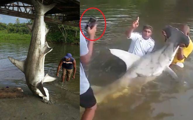 ¡INDIGNANTE! Capturan a tiburón en peligro de extinción y se toman 'selfies'