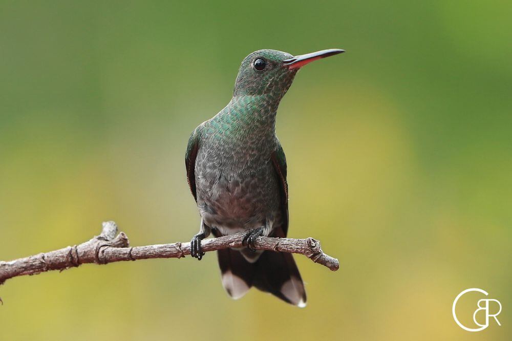 Plataformas que te ayudan a contar e identificar los pájaros que hay en Panamá