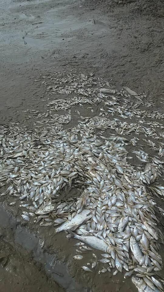 ¿Qué pasó? En Parita y Monagrillo investigan la muerte de cientos de peces