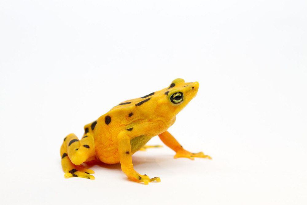 Conservación de anfibios produce resultados