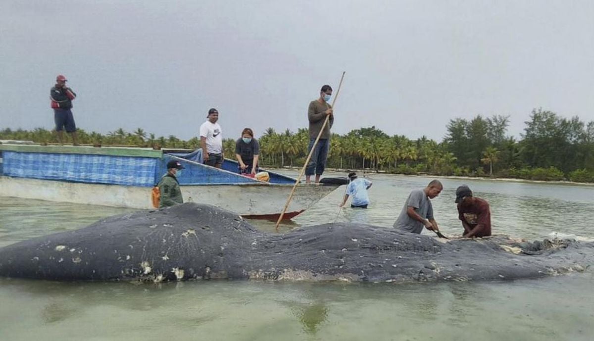 Hallan ballena muerta con más de mil objetos de plástico en el estómago