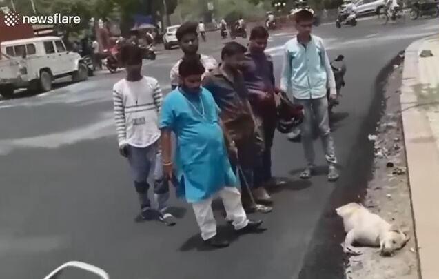 Indignación en India. Asfaltan a un perro que dormía en la calle