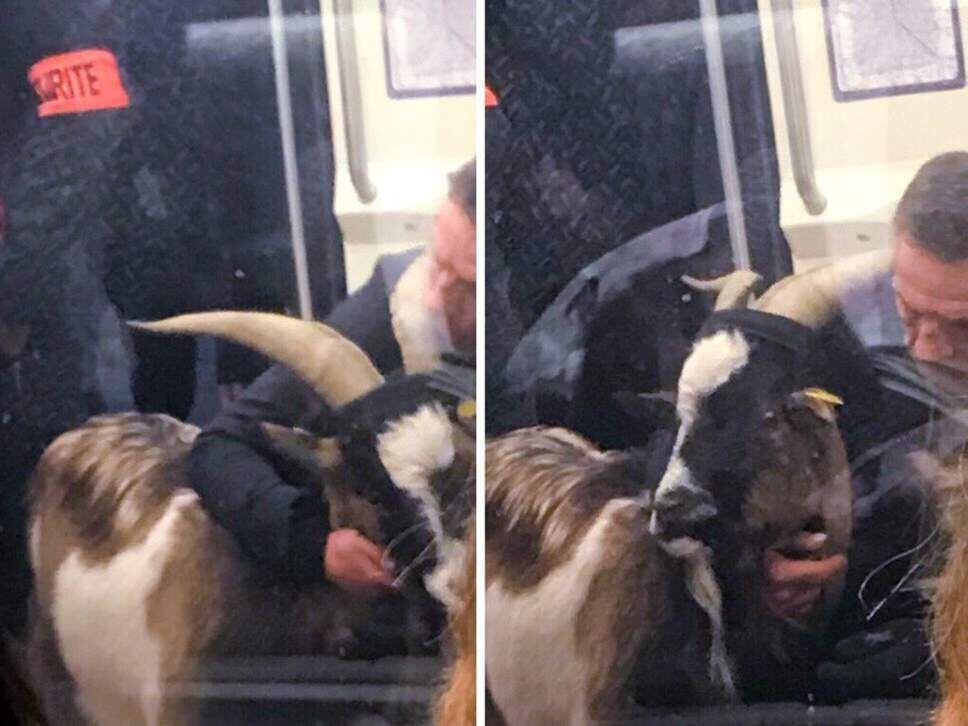 Se roba una cabra, se monta al metro de París con ella y forma revulú
