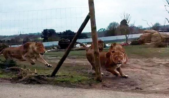 QUÉ MIEDO! Leones enjaulados atacan auto en un parque safari (VIDEO)