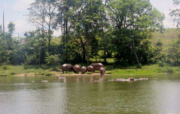 ¡PESADA HERENCIA!Colombia no sabe qué hacer con los hipopótamos de Pablo Escobar
