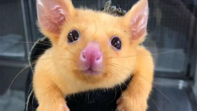 Rescatan en Australia al verdadero 'Pikachu'
