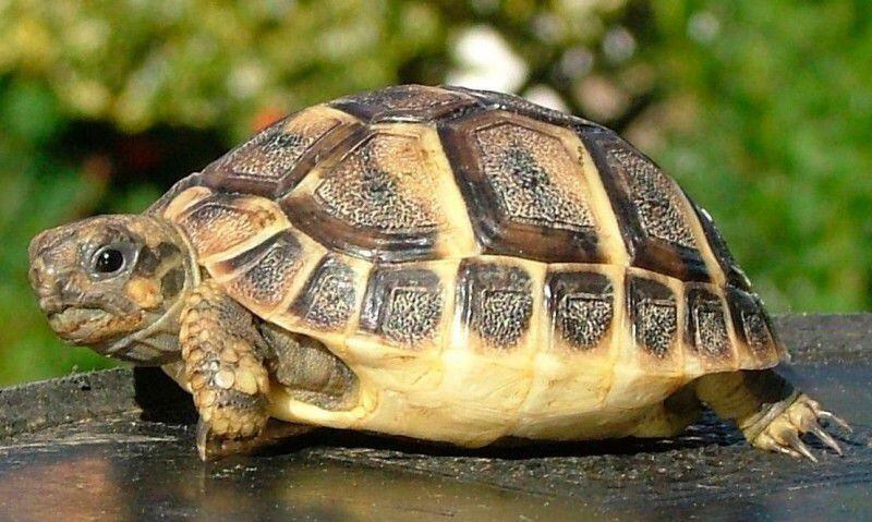 Un hombre celebró los 50 años de su tortuga que le regalaron de niño