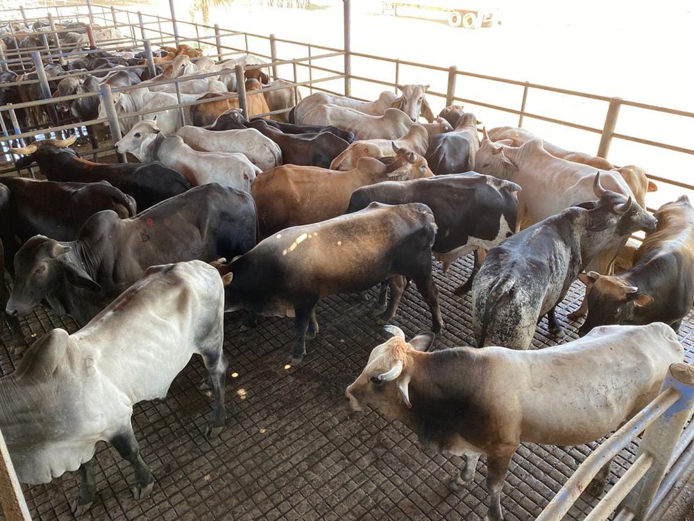 Gobierno gasta 2.7 millones en carne de res para Plan de Seguridad Alimentaria