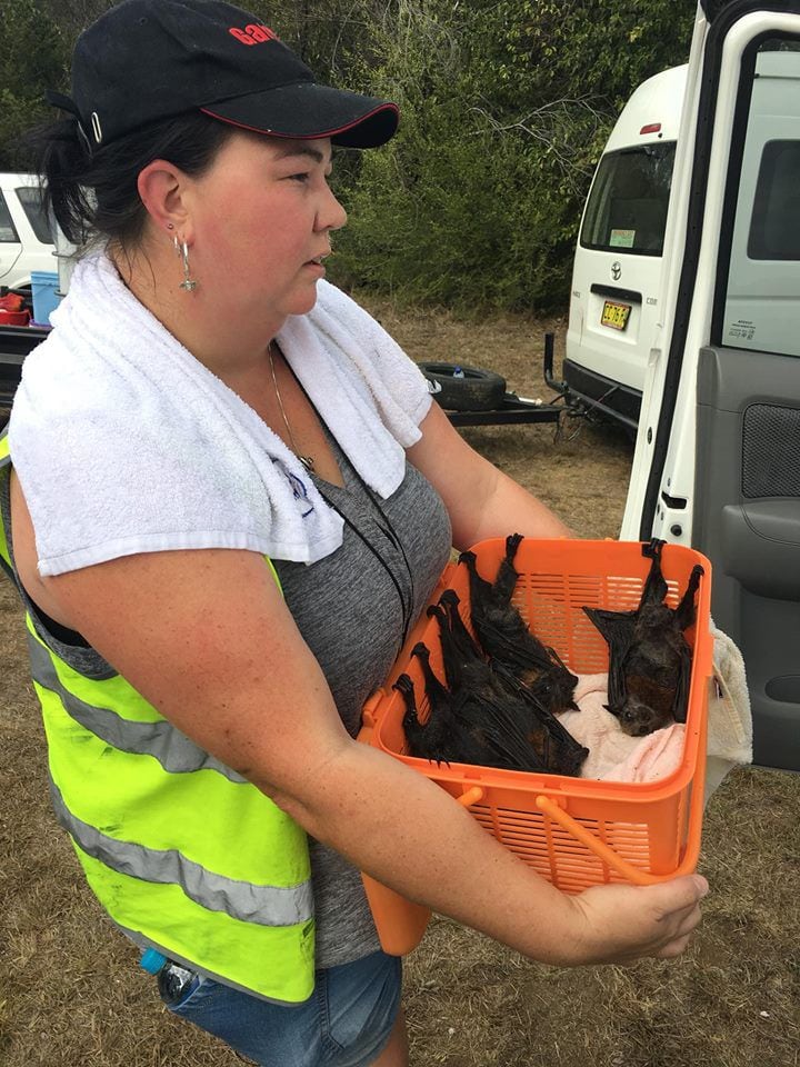 ¡Pobrecillos! En Australia los murciélagos mueren 'hervidos' por la ola de calor