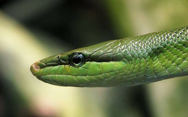 ¡TRÁGICO! Menor de 16 años de edad muere por mordedura de serpiente en Pedasí