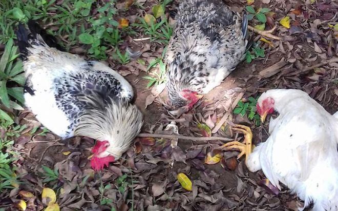 ES UN MISTERIO. ¡Pollos mueren misteriosamente en Veraguas. Les da faracho!