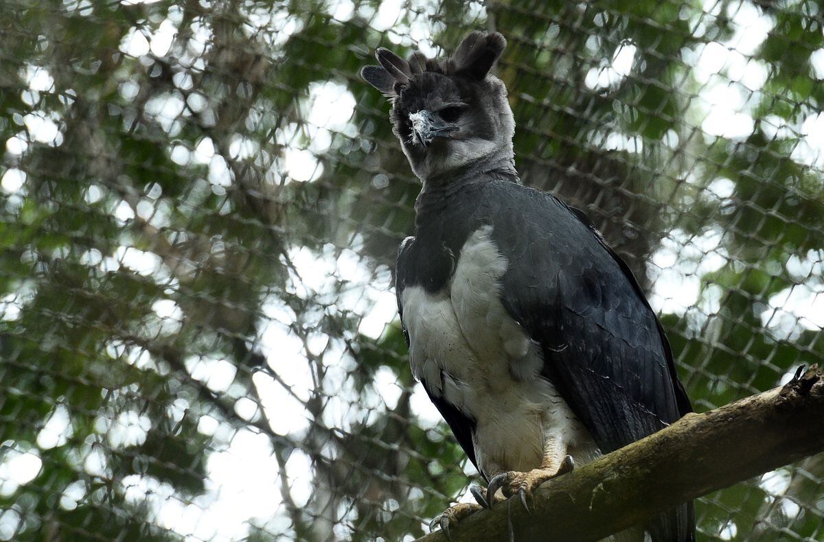 Increíble: Hurtan águila harpía hembra del Parque Summit