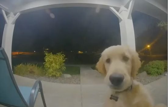 El video de un perro que tocó la puerta de su casa luego de irse se hace viral