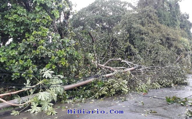 OTRO APAGÓN. Caída de árbol tumba tendido  eléctrico en Cerro Viento