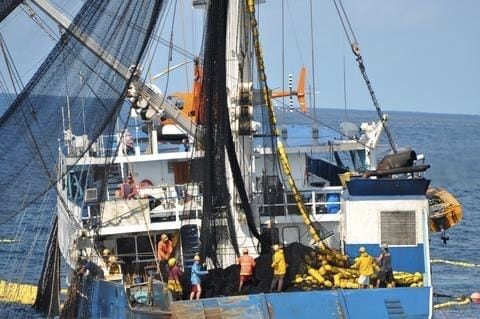 Sector pesquero del país hace llamado a Cortizo