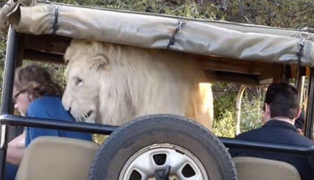 VIDEO| León blanco salta a camioneta y asusta a turistas 