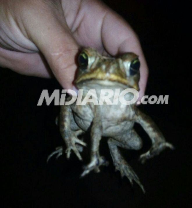 ¡SANTO! Hallan un sapo de 5 patas en una residencia en Macaracas 