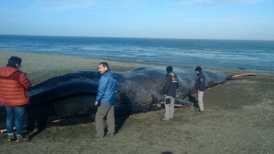 ¡INDIGNANTE! En Chile se sientan y con un cuchillo escriben sobre ballena varada