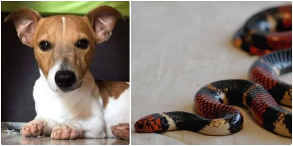 ‘Nachito’, el perro que murió defendiendo a su familia de una serpiente