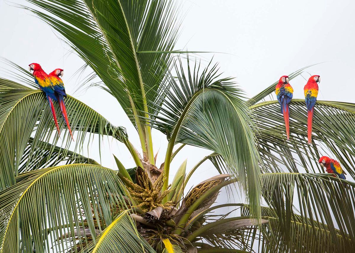 Surgen nuevas listas de verificación de aves de las islas Jicarón y Jicarita en el Parque Nacional Coiba +Fotos