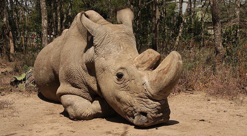 ¡MUY ENFERMO! El último rinoceronte blanco podría morir y acabar con su especie