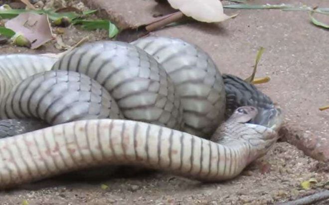 VIDEO: Serpientes venenosas se enfrentan a muerte en patio de residencia