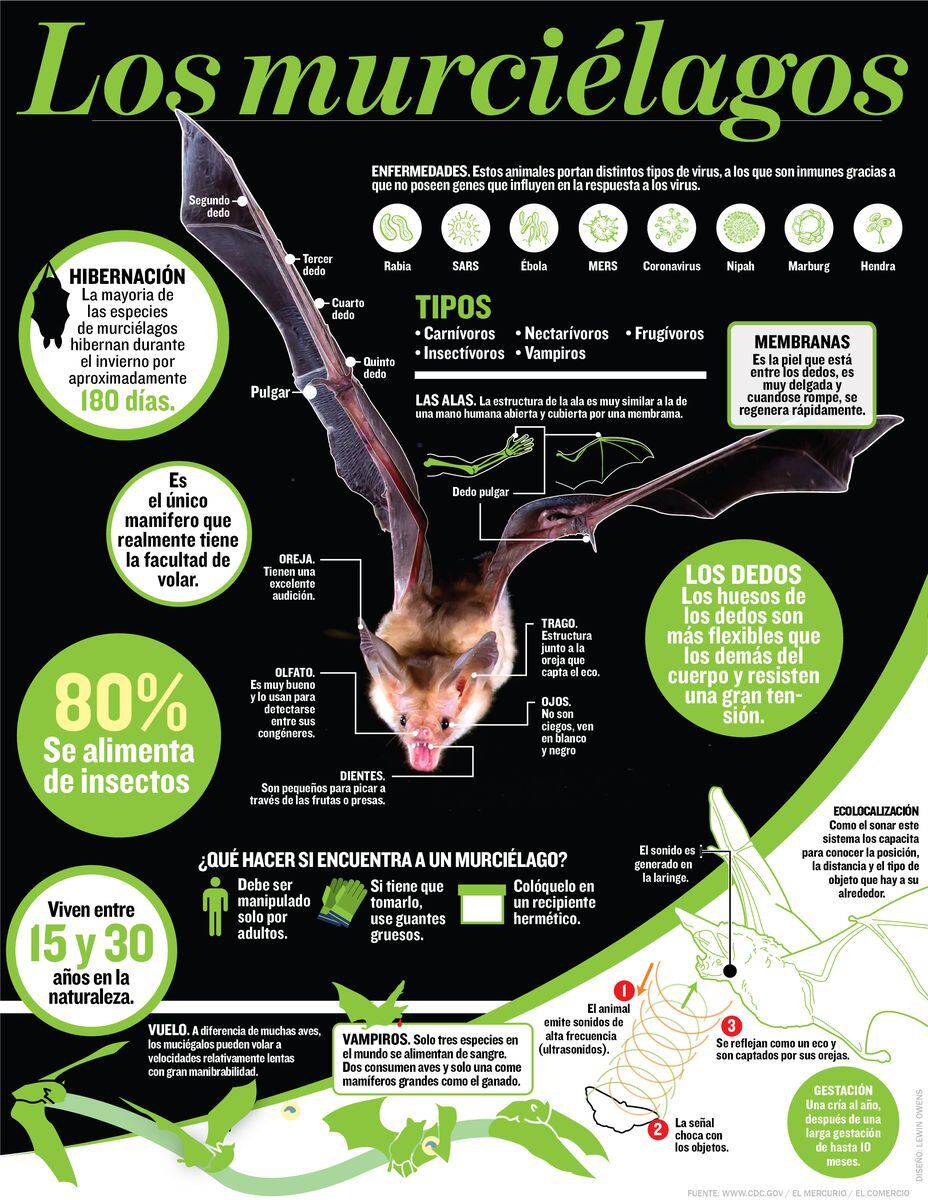 Murciélagos son portadores de varios virus