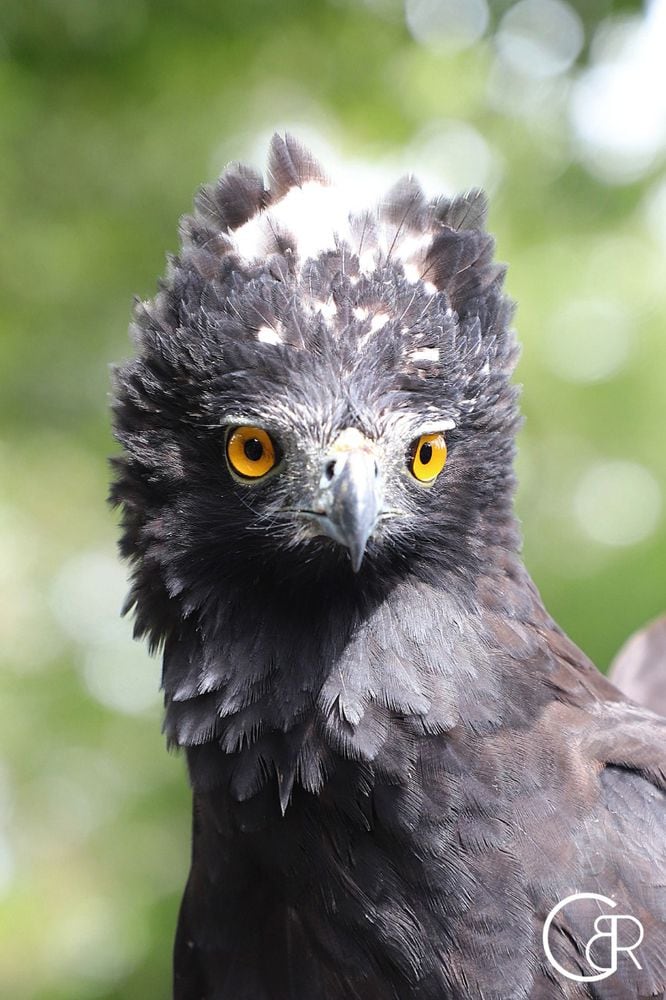 Plataformas que te ayudan a contar e identificar los pájaros que hay en Panamá