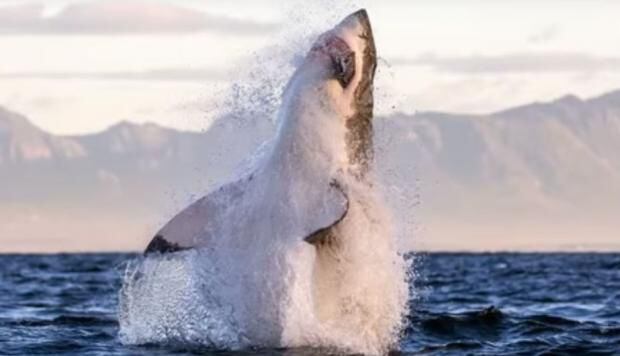 Investigadores descubren un área en donde los tiburones blancos concurren