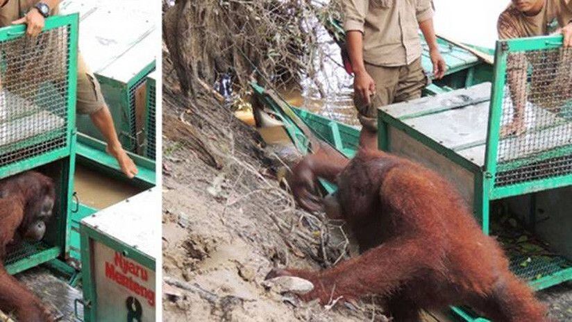 Rescatan a orangutana que era explotada sexualmente en burdel