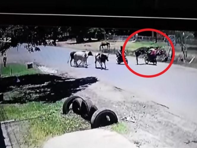 Video. Kung-Fu Vaca! derriba a motociclista de una patada
