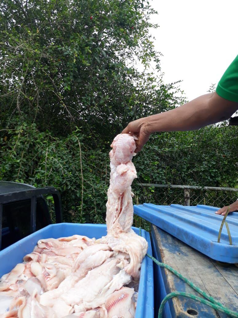 En Panamá Este decomisan 300 libras de carne de cocodrilo