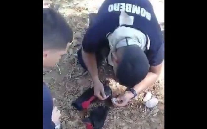 Bomberos rescatan dos cachorros de incendio en herbazal y revolucionan las redes