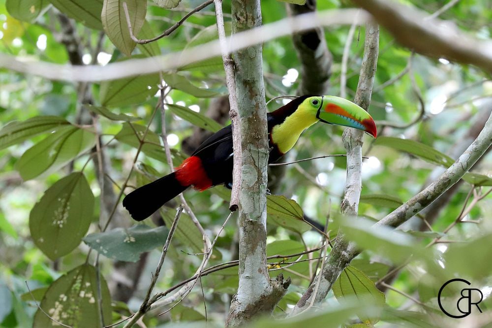 Plataformas que te ayudan a contar e identificar los pájaros que hay en Panamá