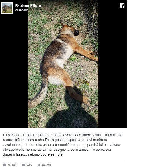Envenenaron a perro heróico Kaos que salvó a decenas de italianos tras sismo