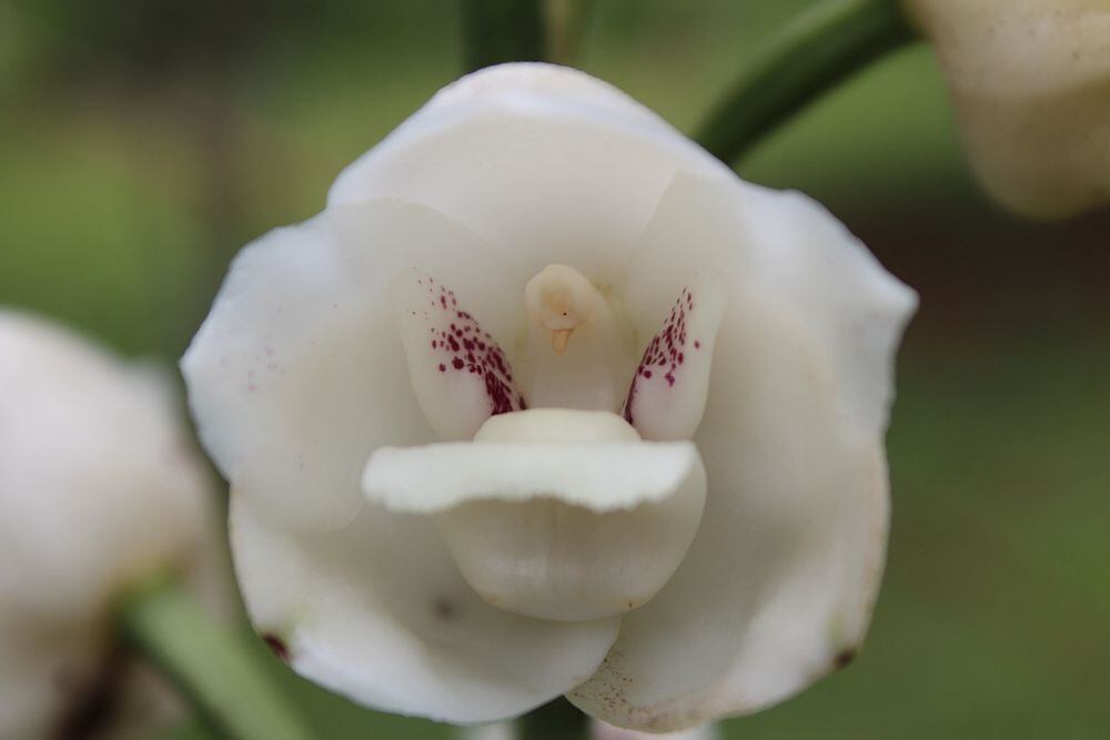 ¡LA SALVAN EN CAPIRA! Cinco mil flores del 'Espíritu Santo'