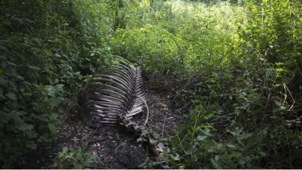 En Venezuela el hambre es tanta que desmembraron a un caballo de veterinaria