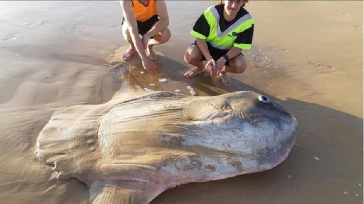 Sorprendente hallazgo en una playa australiana. Confunden a pez con una roca