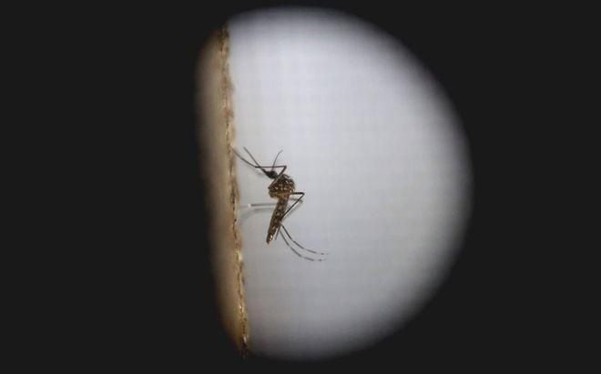 Provincia de Herrera registra más casos de zika durante este año